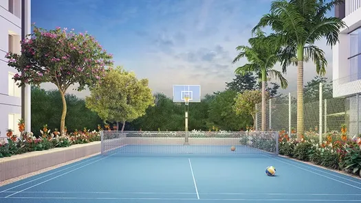 Basket Ball Area